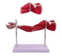 UIGJIOG Modèle D'enseignement du Bras Musculaire Humain,Modèle Anatomique Humain du Bras Musculaire,Modèle Anatomique Humain du Membre Supérieur Musculaire De L'épaule Main avec Muscles Détachables