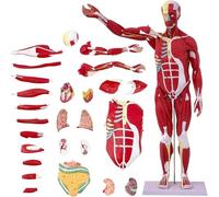 UIGJIOG Modèle d'organe Musculaire Anatomie Humaine Modèle Musculaire 27 pcs 1/2 Taille réelle 33" Modèle d'anatomie système Musculaire Corps Humain avec Organes Amovibles et Anatomie Musculaire