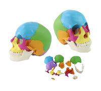 UIGJIOG Modèle du crâne Humain, Anatomie Humaine du crâne de Couleur Anatomique du crâne didactique 22 pièces Modèles Flexibles et Amovibles pour Les leçons d'anatomie