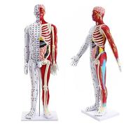 UIGJIOG Modèle Masculin D'acupuncture Et Musculaire Mannequin D'acupuncture 85Cm Modèles D'anatomie Méridienne avec Lettrage Précis Points D'acupuncture Présentation De La Formation Pédagogique