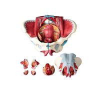 UIGJIOG Modèle Pelvien Féminin Ceinture Musculaire du Plancher Pelvien Génital Vasculaire Neuromusculaire Utérus Anatomie Humaine Bassin D'enseignement
