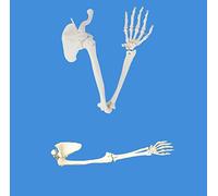 UIGJIOG Modèle Squelettique Humain Modèle Anatomique Du Squelette Humain Du Membre Supérieur, Vraie Taille 1: 1 Du Membre Supérieur Osseux Scapula Arm Bone Clicule Upper Bone Os Ostéopathic Pain Doule
