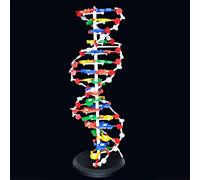 UIGJIOG modèles ADN biologie matériel d'aide enseignement Aides à l'enseignement de biologie modèle d'ADN Assemblage modèle Humain Gene 21Cm
