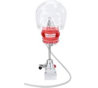 UIGJIOG Simulateur Mannequin Modèle de Tête Standard Enseignant Modèles Dents Mannequin Tête Dents Modèles Bureau Fixation Clip Tournant Enseignant Pratiquant Dents Modèle