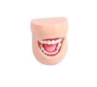 UIGJIOG Soins Dentaires Modèle De Soins De Santé Modèle De Pratique De Soins Bucco-Dentaires Humains Modèle De Formation des Dents avec Joue Adulte Bouche Complète Soins Dentaires Soins De Santé