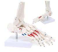 UIGJIOG Squelette D'anatomie du Pied Humain Grandeur Nature Squelette Flexible du Pied avec Le Modèle D'articulation des Chevilles