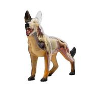 UIGJIOG Squelette d'animal Modèle Anatomique 4D De Chien avec Modèle Anatomique Biologique Détachable 29 Pièces pour l'enseignement des Animaux Démonstration Formation Vétérinaire