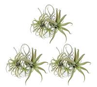 Uikdjgu 12Pack Artificielle Ananas Herbe Plantes d'air Faux Fleurs Faux Flocage Tillandsia Broméliacées Maison Jardin Décor