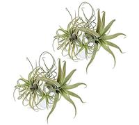 Uikdjgu 8Pack Artificielle Ananas Herbe Plantes d'air Faux Fleurs Faux Flocage Tillandsia BroméLiacéEs Maison Jardin Décor