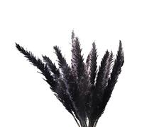 Uinfhyknd 30 Pièces d'Herbe de Pampa Noire, Petites Tiges Moelleuses Séchées Naturelles 17 Pouces pour Arrangements Floraux de Décoration de Mariage à , Décoration