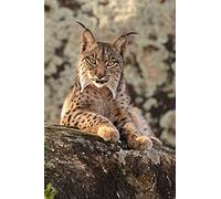 Uiujiij Peinture Bricolage Par Numéros Pour Adultes Lynx Noir Motif Chat Animal Pour Débutant Sur Toile Peinture 40 * 50Cm