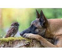 Uiujiij Peinture Par Numéros Peinture Pour Adultes Belge Malinois Chien Animal Toile Art Kit Diy Peinture À L'Huile Pour Débutant 40 * 50 Cm