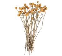 Ujjdwiurgh 40 PièCes de Fleurs de Craspedia SéChéEs Fleurs de Boules de Bouton de SéChéEs, Bouquet de Fleurs SéChéEs pour Les Arrangements de Mariage DéCor à