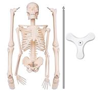 Ujjdwiurgh 45CM Anatomie Humaine Anatomie Modèle Squelette Affiche MéDicale Learn Aid Anatomie Modèle Squelette Humain