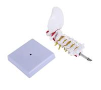 Ujjdwiurgh Cervical Modèle Anatomique de Nerfs Rachidiens de la Colonne Vertébrale de la Colonne Vertébrale Anatomie Du Modèle D'Étude de la Classe de Sciences