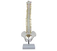 Ujjdwiurgh Colonne VertéBrale Humaine de 45 CM avec ModèLe Pelvien ModèLe de Colonne VertéBrale D'Anatomie Anatomique Humaine ModèLe de Colonne VertéBrale + Support Flexible