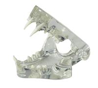 Ujjdwiurgh Dents Canines Transparentes, Modèle Anatomique, Animaux Dentaires, Mâchoire Buccale pour Outil Éducatif Vétérinaire (Chat), Transparent