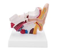 Ujjdwiurgh Modè le D'Anatomie de L'Oreil le Humaine Multiplié par 1,5 Montrant la Structure des Organes Oreilles Centrales Et Externes MatéRiel D'Enseignement