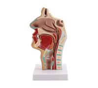 Ujjdwiurgh ModèLe D'Anatomie de la Gorge de la Cavité Nasale ModèLe Anatomique Humain Du Pharynx Du Larynx pour les éTudiants éTudient L'Enseignement de L'Affichage