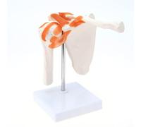 Ujjdwiurgh Modèle D'Anatomie de L'Épaule Médicale avec Ligaments Fonctionnels, Modèle D'Articulation de L'Épaule pour Modèle D'Affichage D'Enseignement