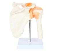 Ujjdwiurgh Modèle de Modèle D'Articulation de L'Épaule Modèle de Conjoint à L'Épaule Humaine