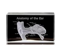 Ujjdwiurgh Modèle de Papier-Poids en Forme d'oreille - Cadeaux Scientifiques pour L'Otologie