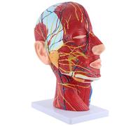 Ujjdwiurgh Modèle D'Enseignement Du Plan Sagittal Médian de la Tête, Glande Parotide, Colonne Cervicale, Anatomie de la Tête et Du Cou, Modèle D'Oto-Laryngologie