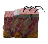 Ujjdwiurgh Peau Modèle, Structure de la Peau et des Cheveux 35X Agrandir le Modèle Modèle Anatomique Anatomie de la Science Science Affichage en Classe Modèle D'Enseignement du Modèle