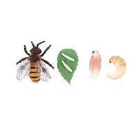 UKCOCO 1Ensemble Éducatif de Modèles de Cycle de Abeilles Jouets Insectes pour Garçon Fille Décoration Pédagogique et Cognitive pour Apprentissage