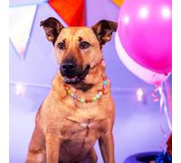 UKCOCO Collier pour Chien Fille Réglable en Résine Couleur Perle Candy, Collier pour Petits Chiens et Chats, Accessoires Fantaisie pour Animaux, Bijoux Mignons pour Fête et Mariage