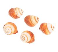 UKCOCO Lot de 5 Coquilles d'Escargots Naturelles 4-5 CM Style Français Cuites au Four Multi-Usages pour Cuisson et Service Adaptées à la la Cuisine Maison et Professionnelle