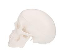 UKCOCO Modèle Anatomique de Crâne Miniature Amovible Plastique pour Enseignement et Décoration pour Art Études et Présentations