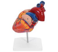 UKCOCO Modèle Anatomique du Cœur Humain Détaillé Ouverture Base Stable Dimensions Naturelles Outil Pédagogique Précis pour Formation Médicale et Études en Cardiologie