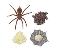 UKCOCO Modèle Cycle de Vie Araignée Éducatif Décoration Réaliste Pédagogique pour Garçon Fille Apprentissage Sciences Naturelles