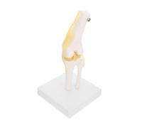 UKCOCO Modèle D'articulation du Genou à Taille Réelle Ligaments Flexibles en Pvc Lavable sur Support, Modèle Anatomique Humain pour Enseignement Scientifique et Étude Médicale
