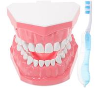 UKCOCO Modèle Dents Standard de modèle dentaire Brosse Pratique Fil dentaire Dents Typodont Modèle Gencive Enseignement Démonstration Anatomique Visible