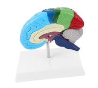 UKCOCO Modèle Du Droit pour Éducation Médicale Outil Apprentissage pour Physiologie Humaine