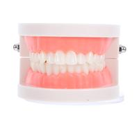 UKCOCO Modèle Pédagogique pour Thérapie Modèle Oral Pratique pour Garçon Fille avec Détails Réalistes pour Enseignement Du Brossage et Flossing