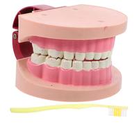 UKCOCO Modèle Pédagogique Réaliste pour Garçon Fille Modèle Standard pour Enseignement Oral Outil Scientifique Portable pour Expériences Scolaires
