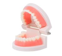 UKCOCO Modèle Typodont pour Garçon Fille Outil Enseignement Oral pour Éducation Maternelle Modèle Plastique pour Simuler les Soins Dentaires et Prévenir les Caries