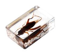 UKCOCO Spécimen de Grillon Décoratif en Résine Transparente, Objet Pédagogique Scientifique, Collection Éducative Légère et Portable pour École et Atelier Scientifique, Modèle Dj3 20