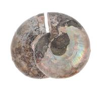 ULDIGI 2 pièces Fossile Ammonite Naturelle à Facettes Décoration Artisanale Maison Bureau Spécimen Minéral Rare et Précieux pour Collection