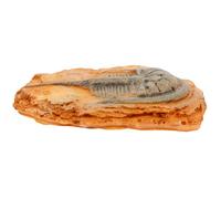 ULDIGI Fossile D’insecte Paléontologique Décoratif B, Spécimen Simulé pour Enseignement des Sciences, Ornement Éducatif pour Terrarium et Décor de Paysage Désertique, Collection