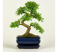 Ulmus parvifolia Bonsaï - Orme chinois environ 8-10 ans - Pot de fleurs de 20 cm - Bonsaï d'intérieur facile d'entretien avec bac d'égouttement - Véritable plante - Livraison rapide