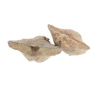 ULTECHNOVO 2 Pièces Spécimens Fossiles Naturels Spirifer Marin Authentique Décoration Éducative Géologie pour Collection et Enseignement