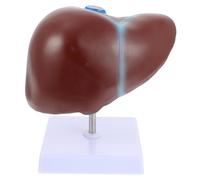 ULTECHNOVO Modèle Anatomique de Foie Humain avec Socle, Modèle Médical D'enseignement Réaliste pour Formation en Anatomie, Usage Scolaire et Professionnel, Présentation Pédagogique Détaillée