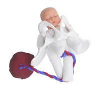 ULTECHNOVO Modèle Anatomique du Bassin Obstétrical Fœtus, Cordon Ombilical et Placenta, Simulateur Réaliste de Processus D’accouchement pour Formation en Accouchement et Enseignement