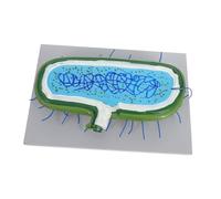 ULTECHNOVO Modèle de Cellule Interactive Agrandi Modèle Organites Cellulaires Précis pour Démonstration Pédagogique Biologie pour Étudiants