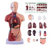 Ultrassist Le modèle de torse humain comprend un manuel numérique, un modèle de corps humain pour l'éducation scientifique des enfants