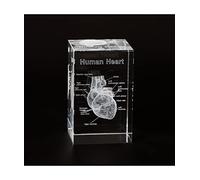 Ultrassist Modèle anatomique 3D en forme de cœur humain gravé au laser pour décoration de maison et de bureau, cadeaux de cardiologie